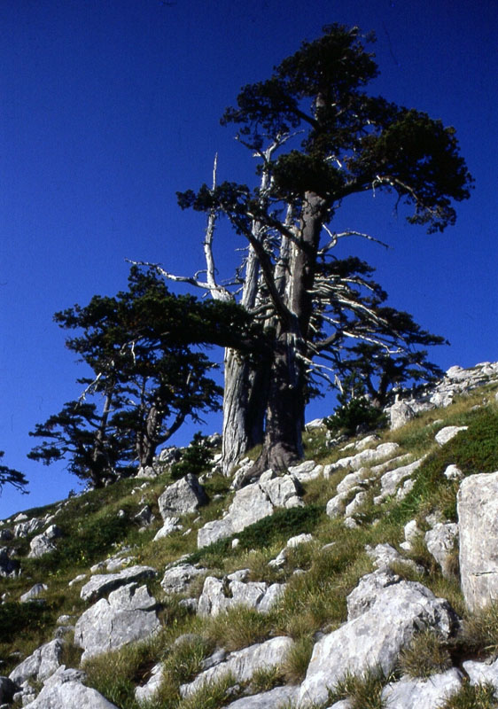 pino Loricato
